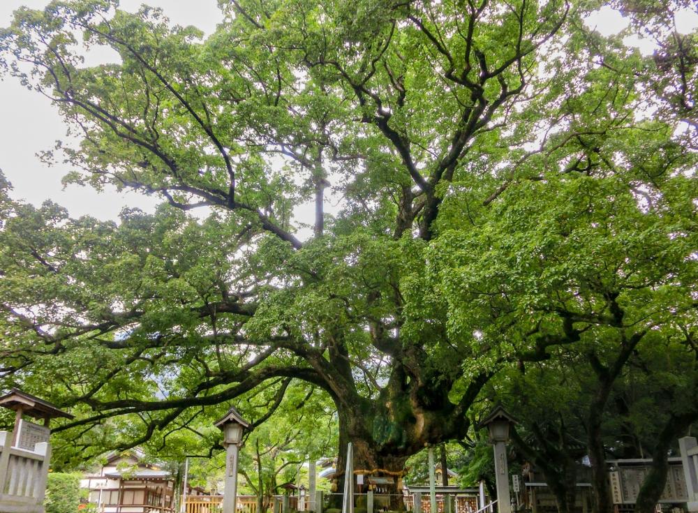 拥有1,000多年历史的神樟树