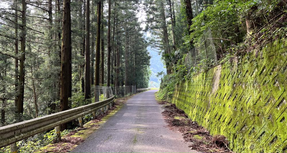 江田の菜の花とは この道を抜けた先にあるのが「江田」です