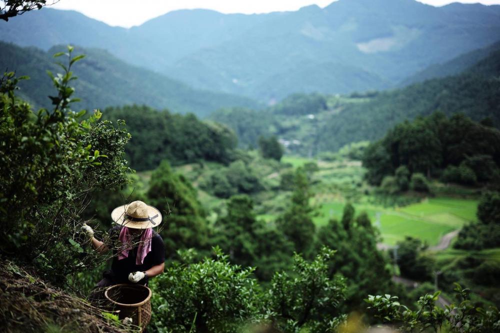 photo by Shumpei Ohsugi