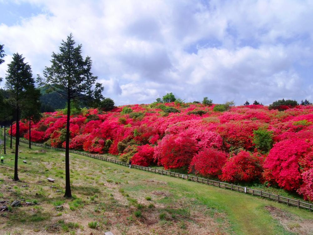 Spot No. 1 - Funakubo Tsutsuji Park - Ontsutsuji (azalea) Photo provided by Yoshinogawa City
