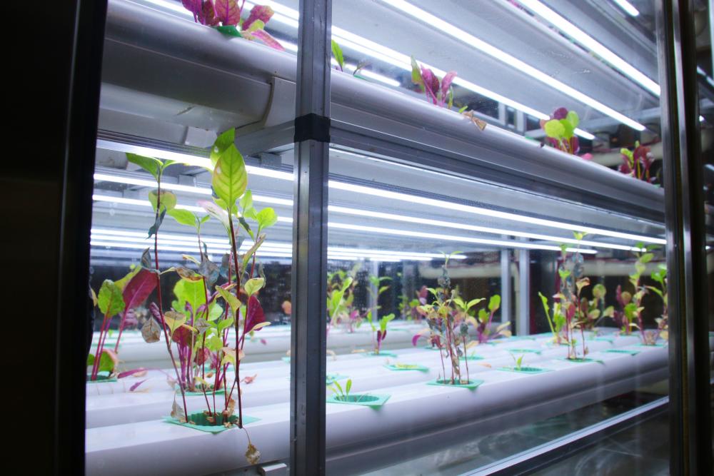  店内で食用藍の水耕栽培もおこなっています。