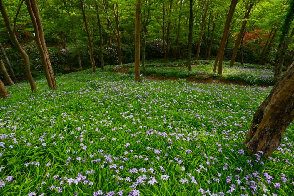 四国山岳植物園 岳人の森 
