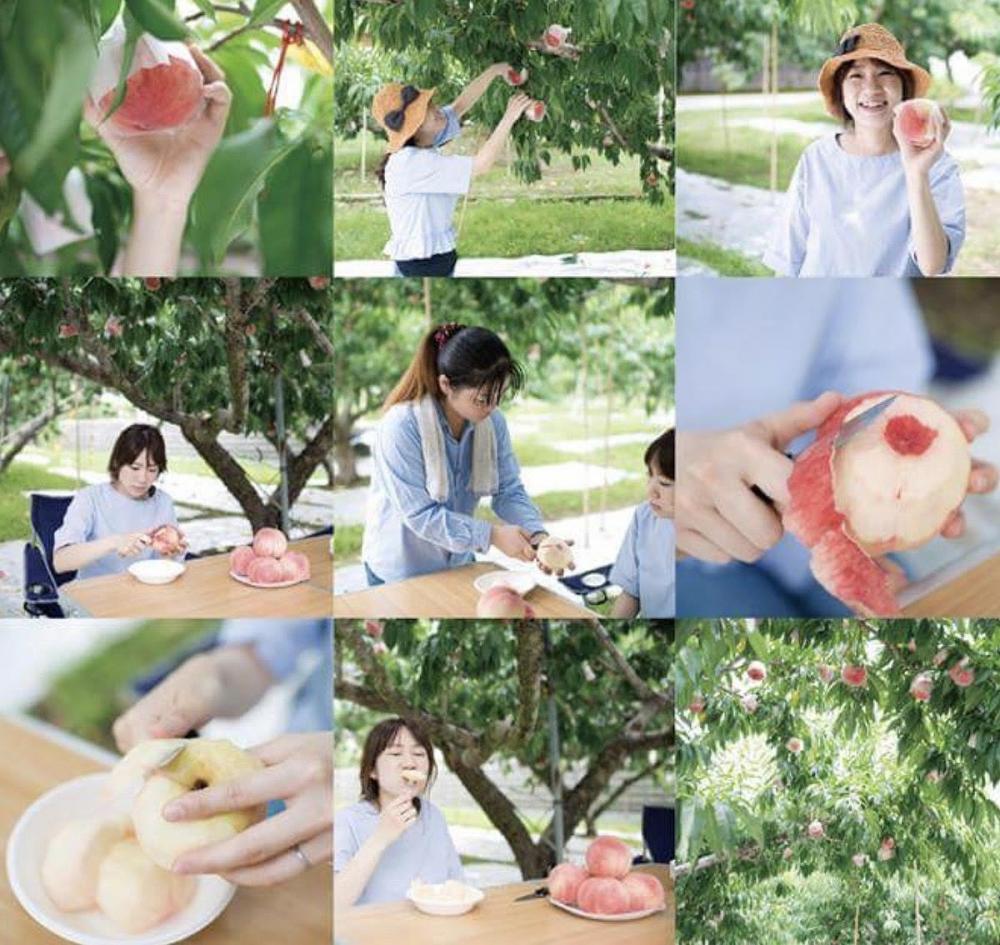 桃狩りのイベント情報