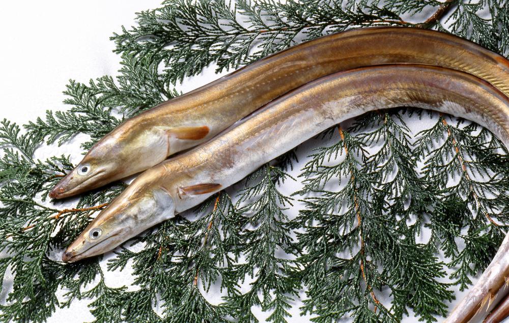 Hamo (confer eel), a fish recommended by Komatsushima City 