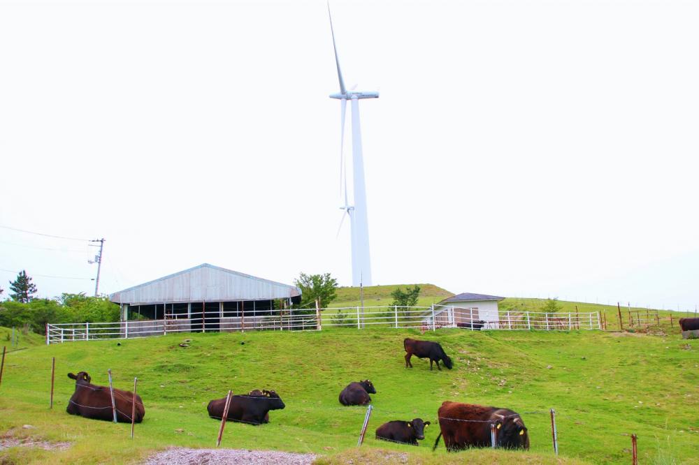  ▲If you are lucky, you may be able to see cows grazing in the pasture.