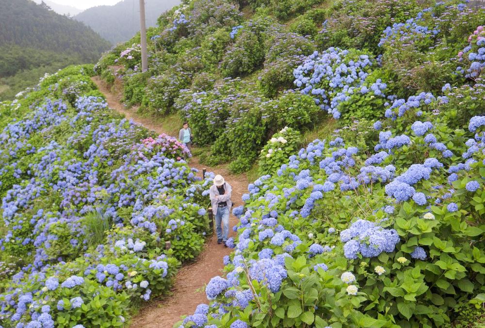 ▲Hydrangeas blooming on the Okawara Plateau.