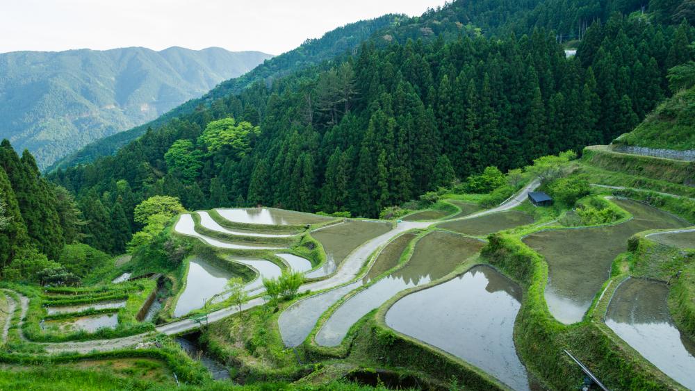 “Kashihara no Tanada” (Kashihara terraced rice paddies)