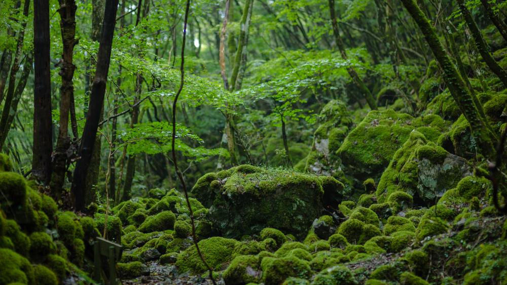 Hiking around the moss-covered rocks area of Mt. Yamainudake (997m) takes approx. 2 hours