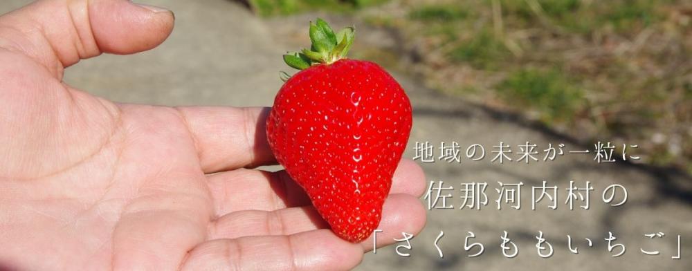 地域の未来が一粒に
佐那河内村のさくらももいちご