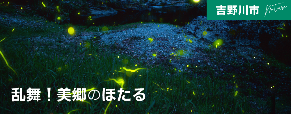 乱舞！美郷のほたる
