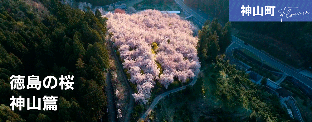 徳島の桜　神山篇