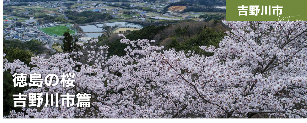 徳島の桜　吉野川市篇