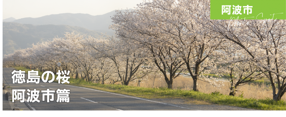 徳島の桜　阿波市篇