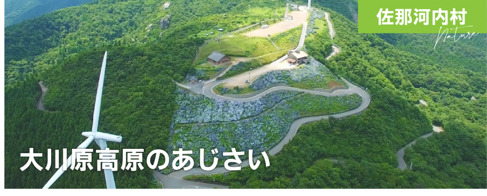 大川原高原のあじさい