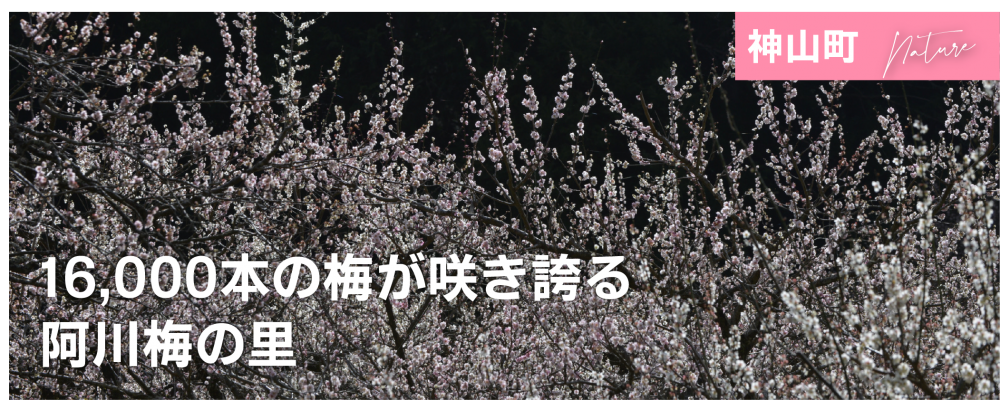 16,000本の梅が咲き誇る　阿川梅の里