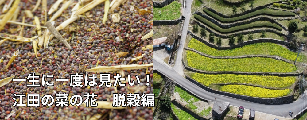 一生に一度は見たい！江田の菜の花 – 脱穀編 − 
