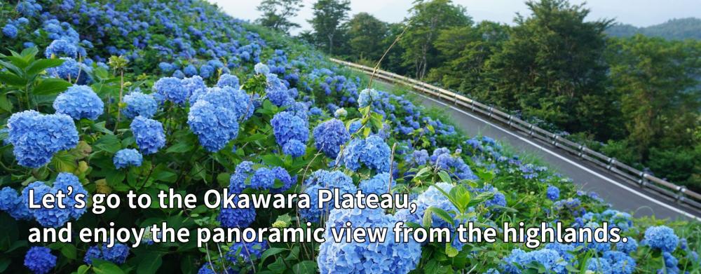 Let&rsquo;s go to the Okawara Plateau, and enjoy the panoramic view from the highlands.