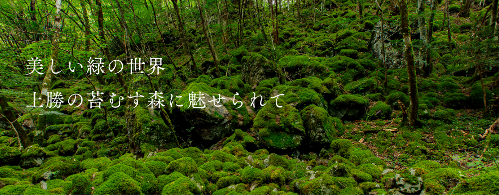 美しい緑の世界
上勝の苔むす森に魅せられて