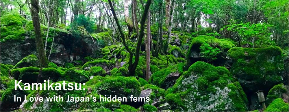 In Tokushima, I found original sceneries of Japan.
 Explore this undiscovered timeless mountain village and find your own journey　(Kamikatsu, Tokushima)
