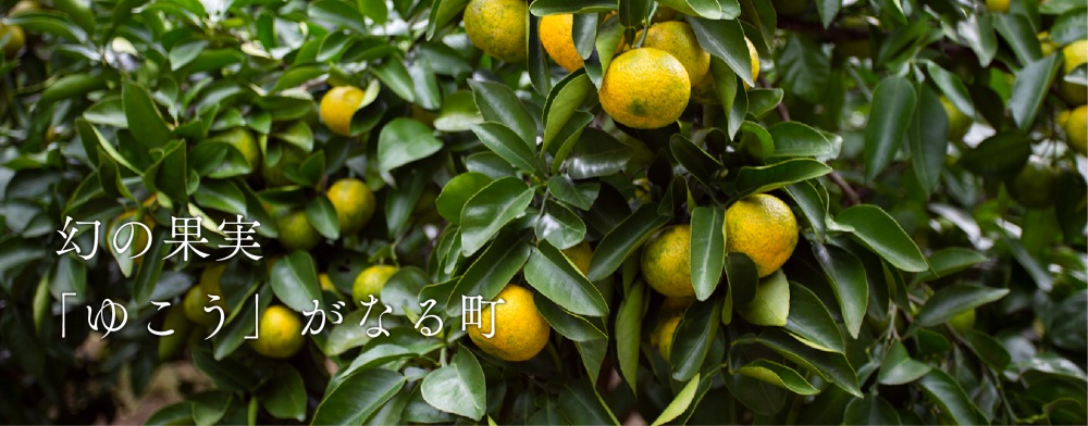 幻の果実「ゆこう」がなる町