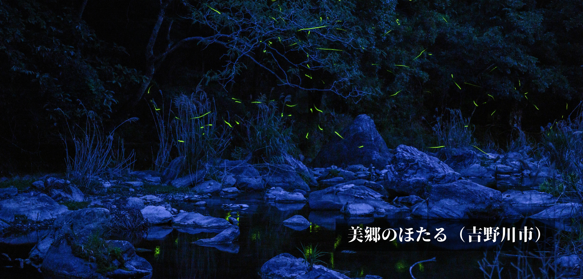美郷のほたる（吉野川市）