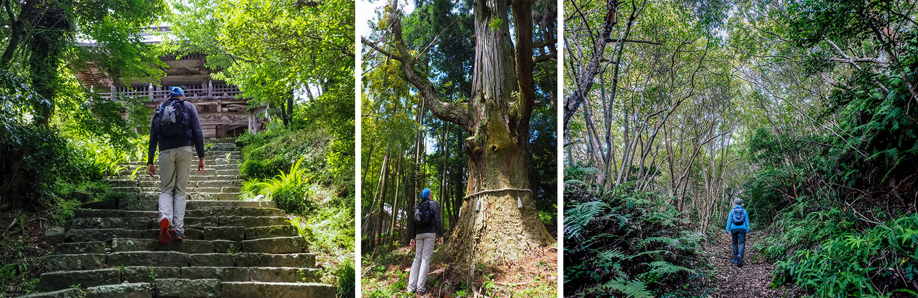 大山 ルート1 大山寺遍路道 風景写真